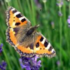 Kleiner Fuchs auf Lavendel