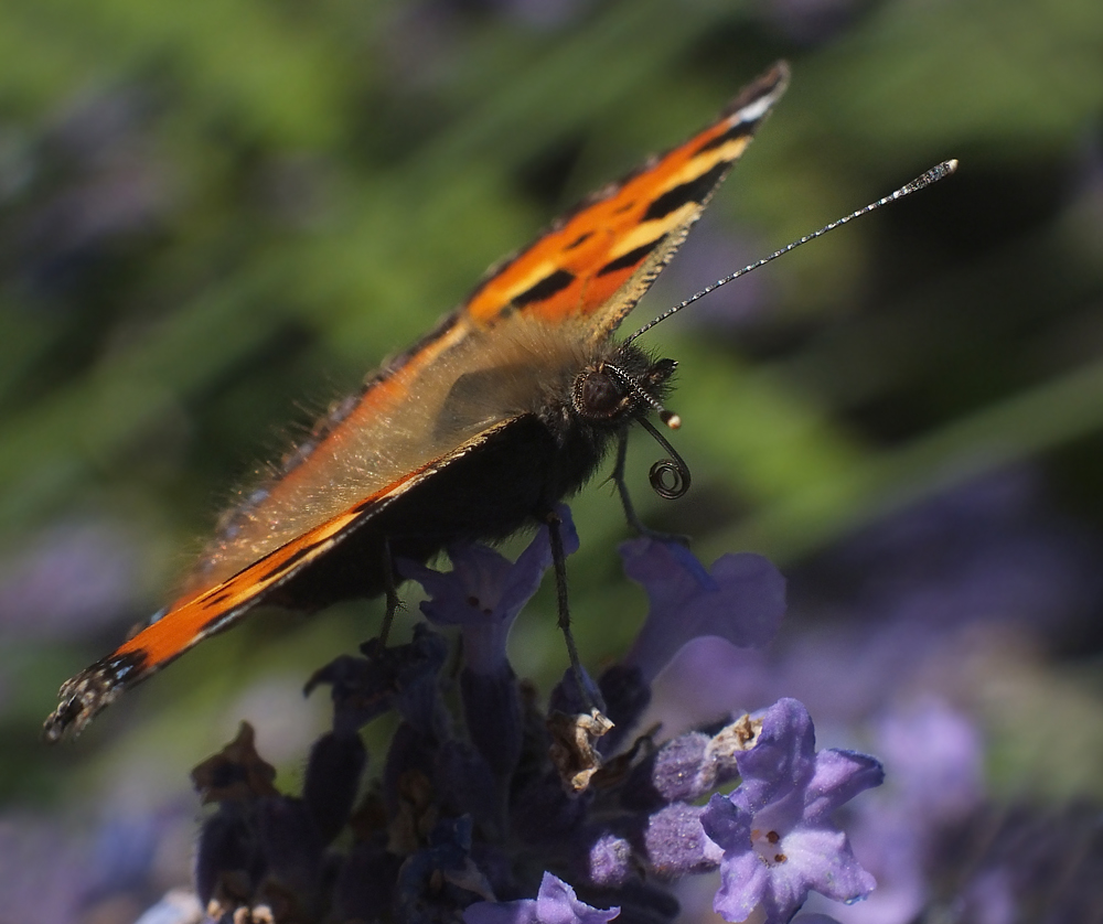 Kleiner Fuchs auf Lavendel