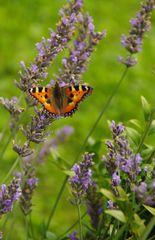 Kleiner Fuchs auf Lavendel