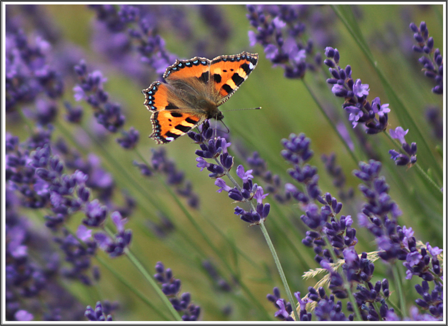 Kleiner Fuchs auf Lavendel