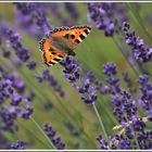 Kleiner Fuchs auf Lavendel