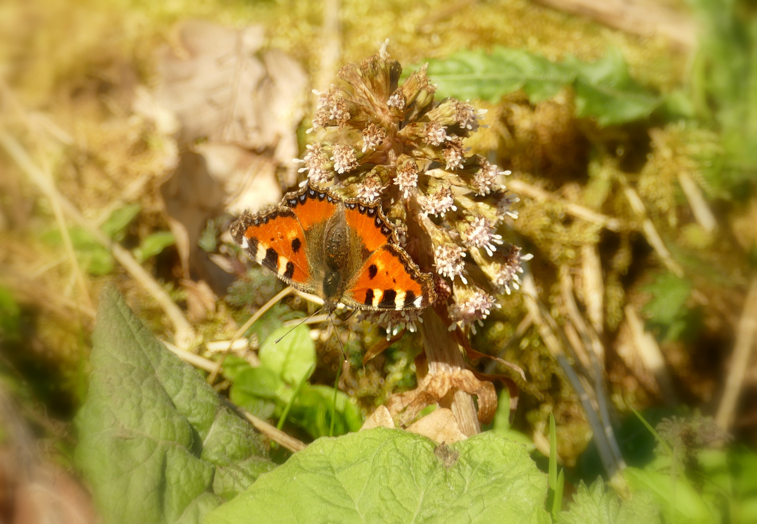 °°°° Kleiner Fuchs auf Pestwurzblüte °°°°