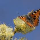 Kleiner Fuchs auf Salweide