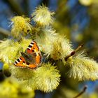 Kleiner Fuchs auf Salweidenblüte