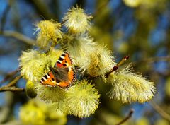 Kleiner Fuchs auf Salweidenblüte