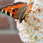 Kleiner Fuchs auf Schmetterlingstrauch