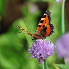 kleiner Fuchs auf Schnittlauchblüte