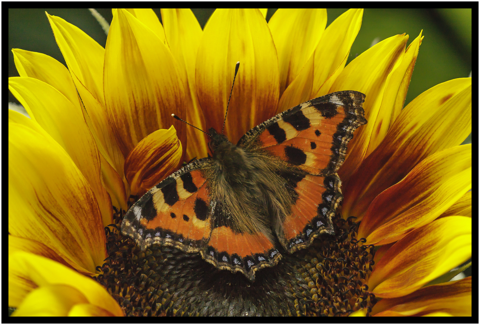 "Kleiner Fuchs auf Sonnenblume"