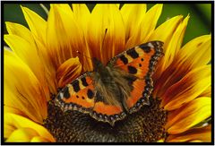 "Kleiner Fuchs auf Sonnenblume"