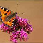 Kleiner Fuchs auf Spornblume