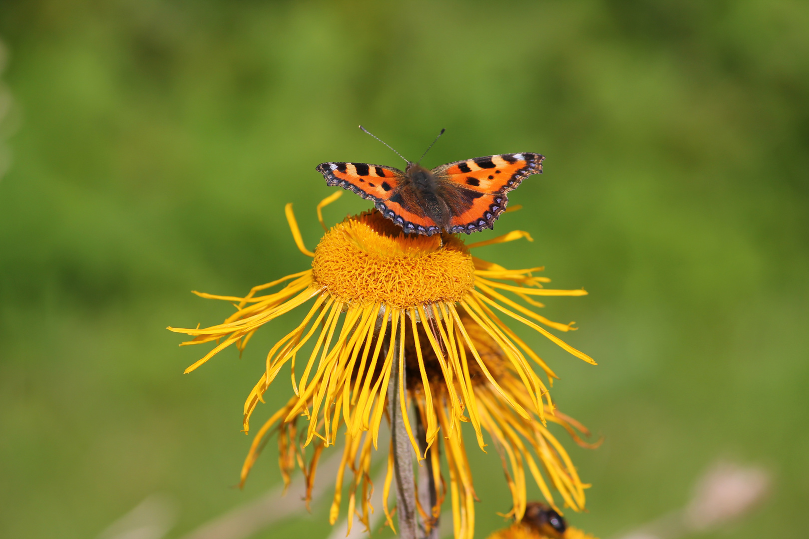 Kleiner Fuchs auf Telekie (Telekia speciosa)