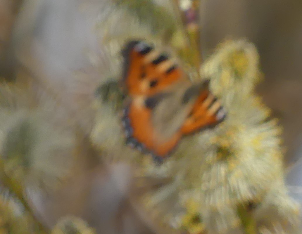 Kleiner Fuchs auf Weidenblüte