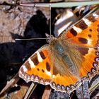 Kleiner Fuchs bei der Mineralienaufnahme