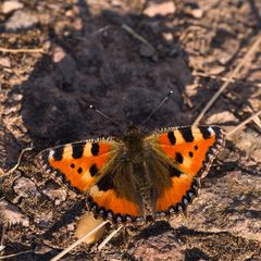 Kleiner Fuchs beim Sonnenbaden