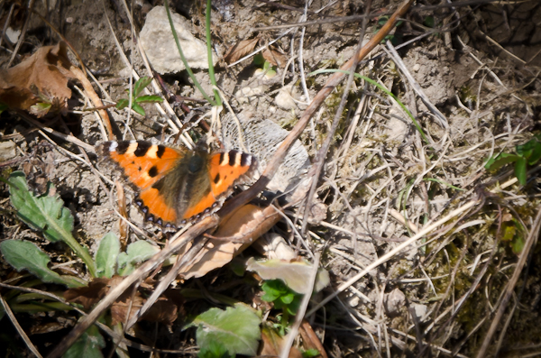 kleiner Fuchs beim Sonnenbaden