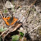 kleiner Fuchs beim Sonnenbaden