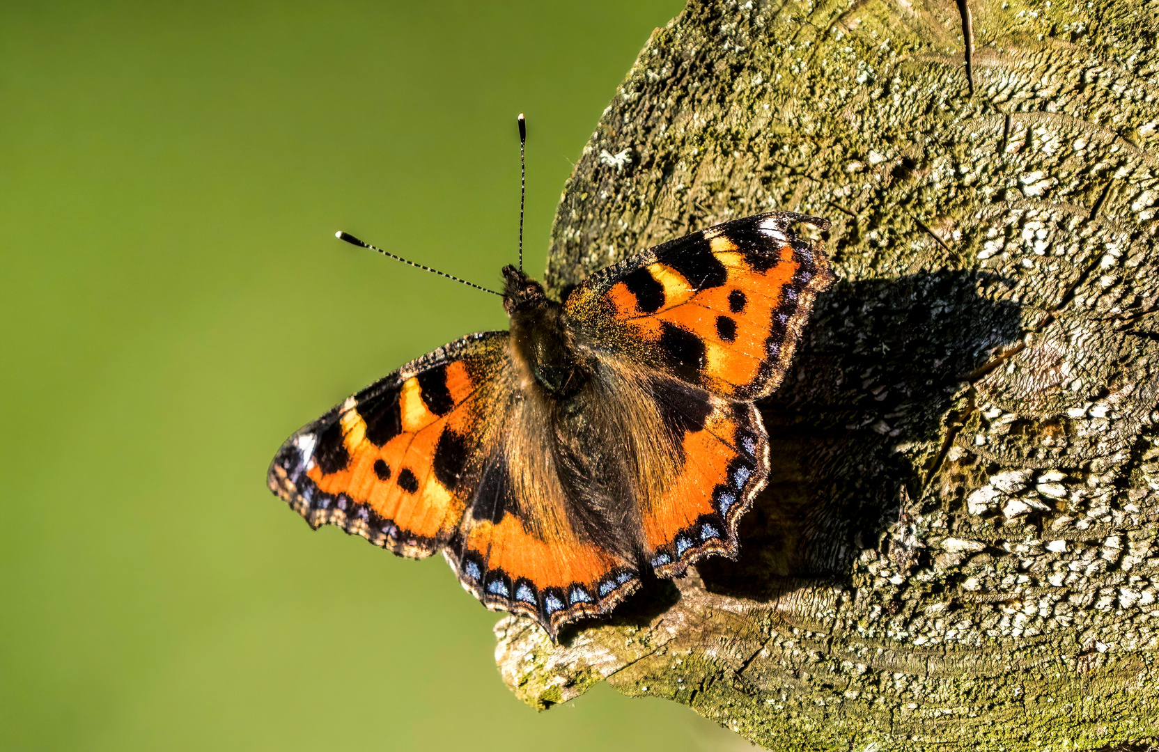 "KLEINER FUCHS"