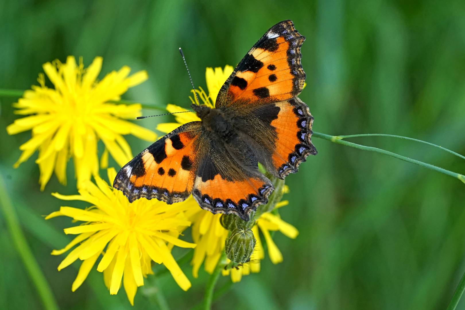 Kleiner Fuchs