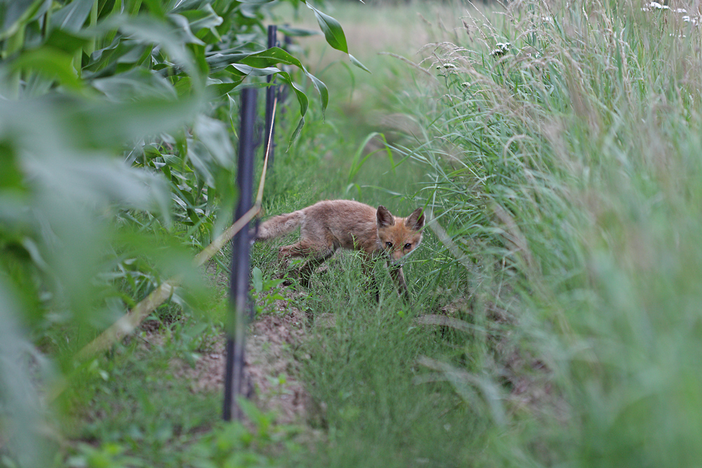 Kleiner Fuchs