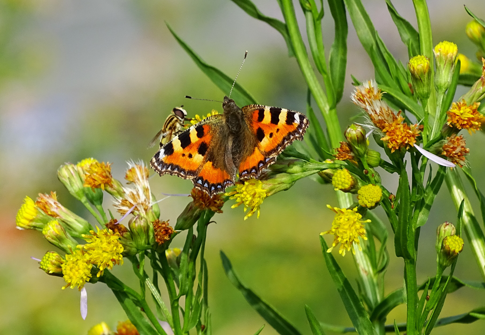 Kleiner Fuchs