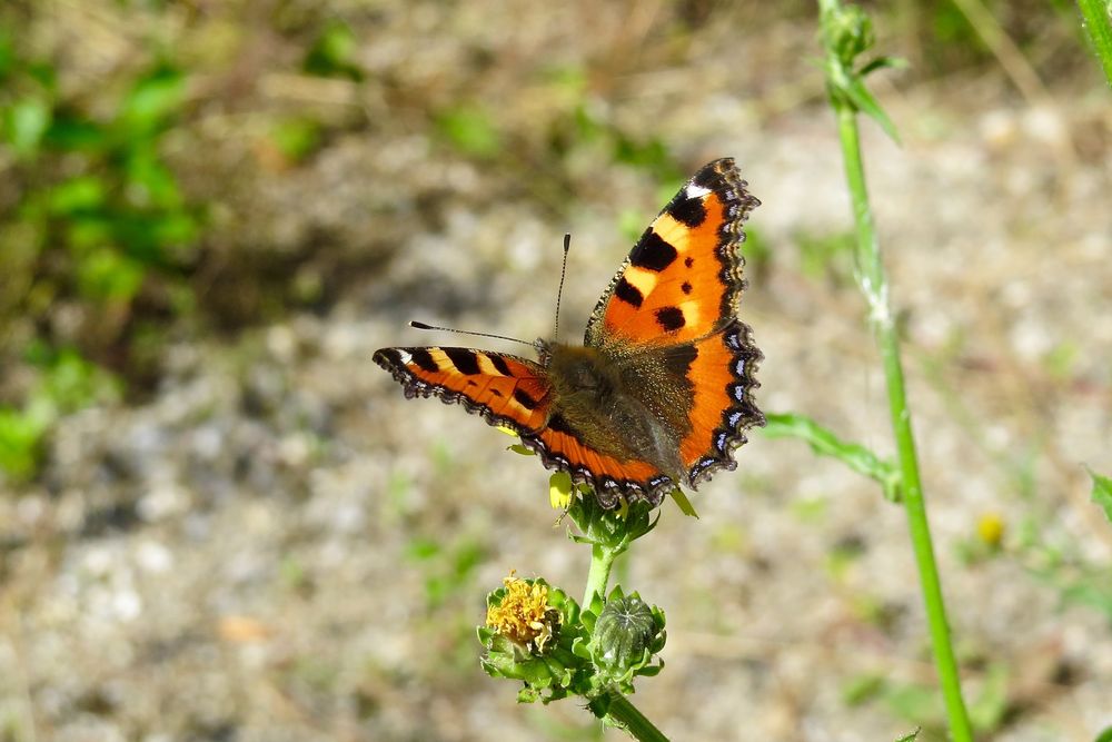 Kleiner Fuchs,