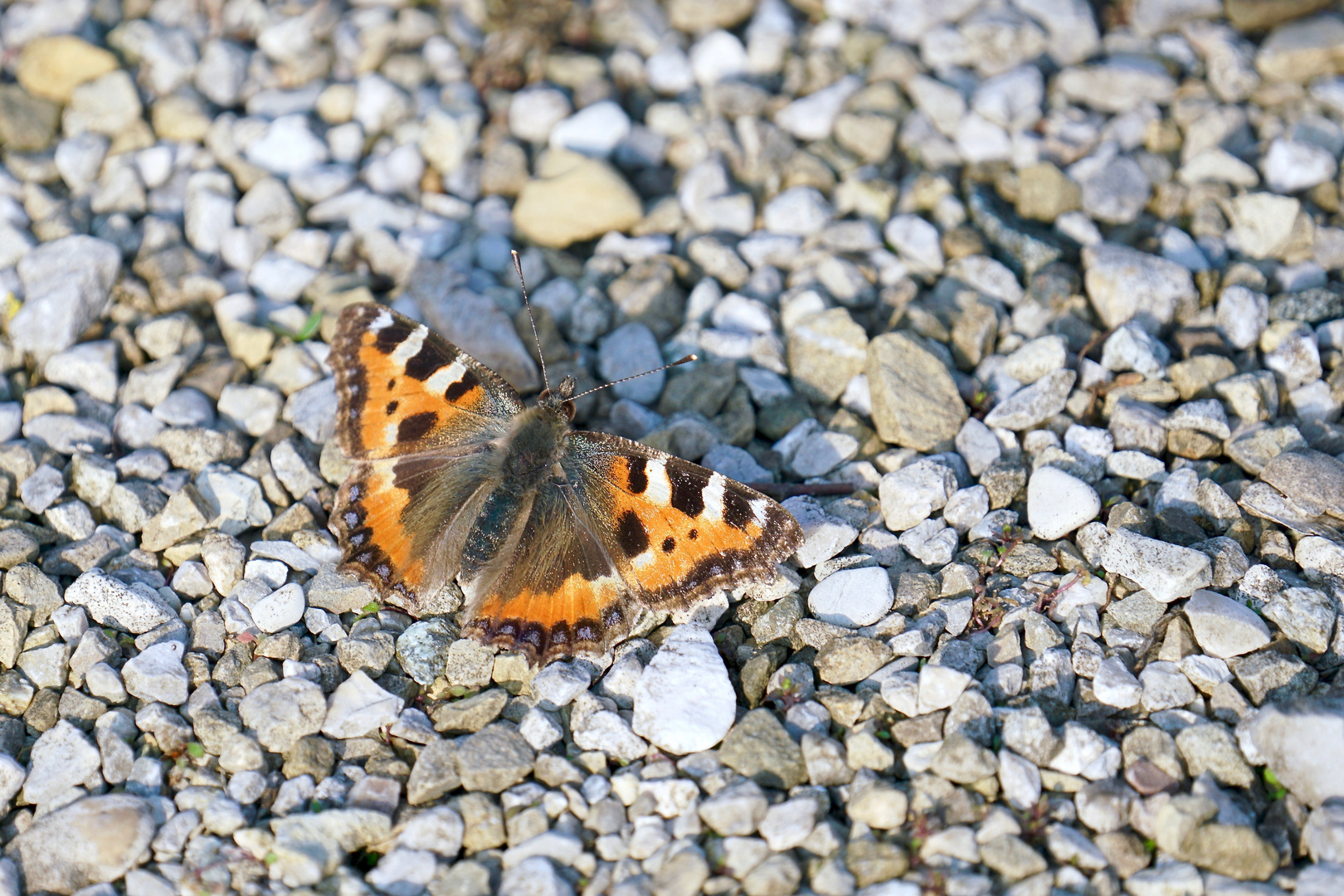 Kleiner Fuchs