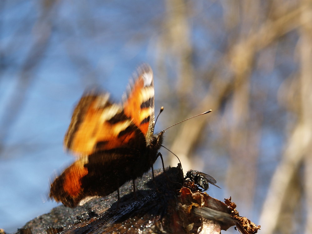 Kleiner Fuchs im Abflug