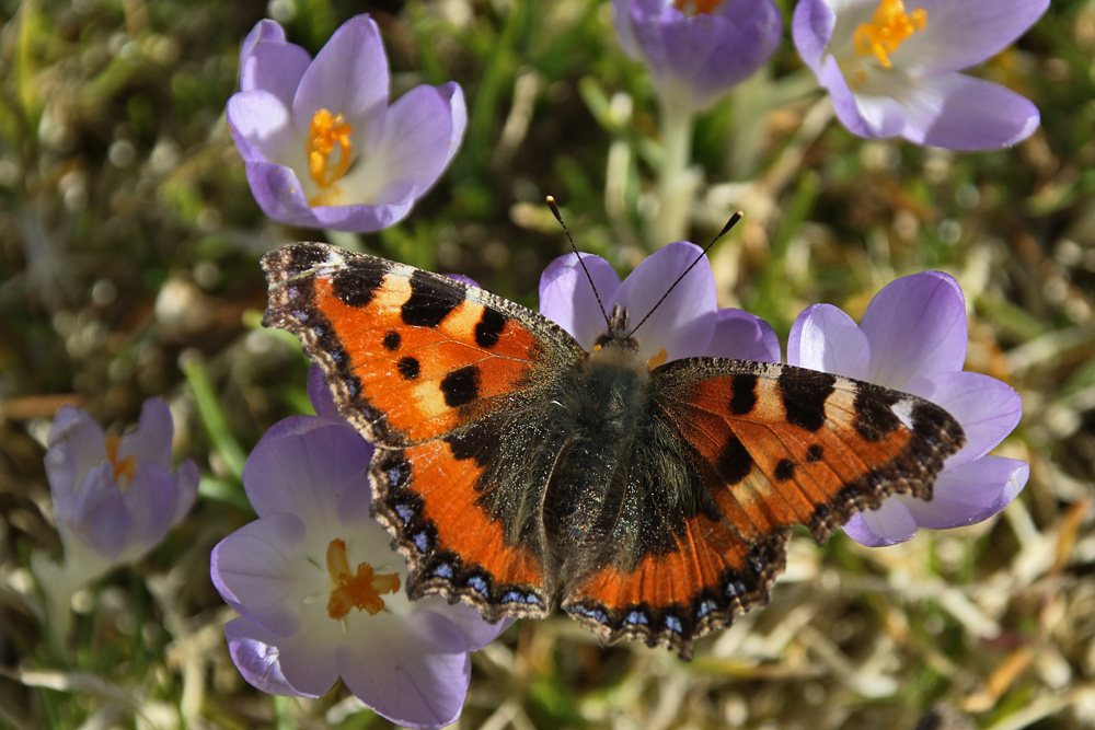 Kleiner Fuchs im Ansitz auf den Krokusblüten