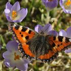 Kleiner Fuchs im Ansitz auf den Krokusblüten