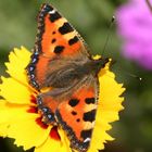 Kleiner Fuchs im Blumenmeer...