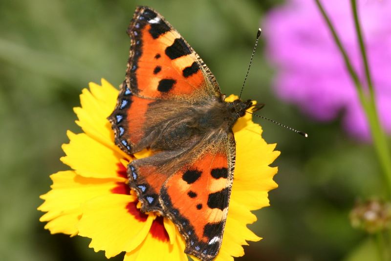 Kleiner Fuchs im Blumenmeer...