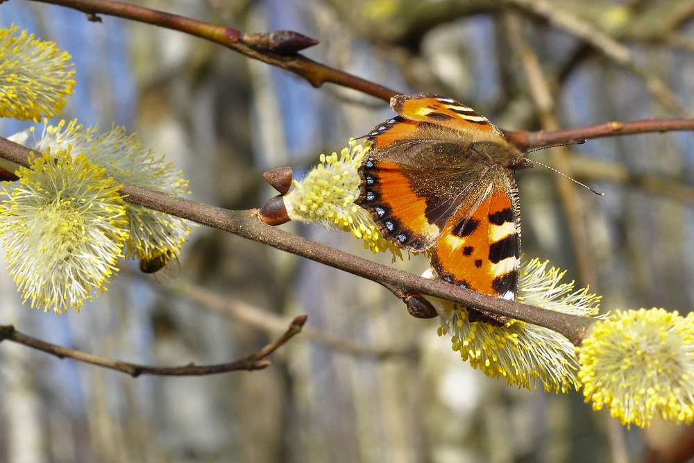 Kleiner Fuchs im Frühling....