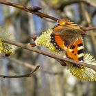 Kleiner Fuchs im Frühling....