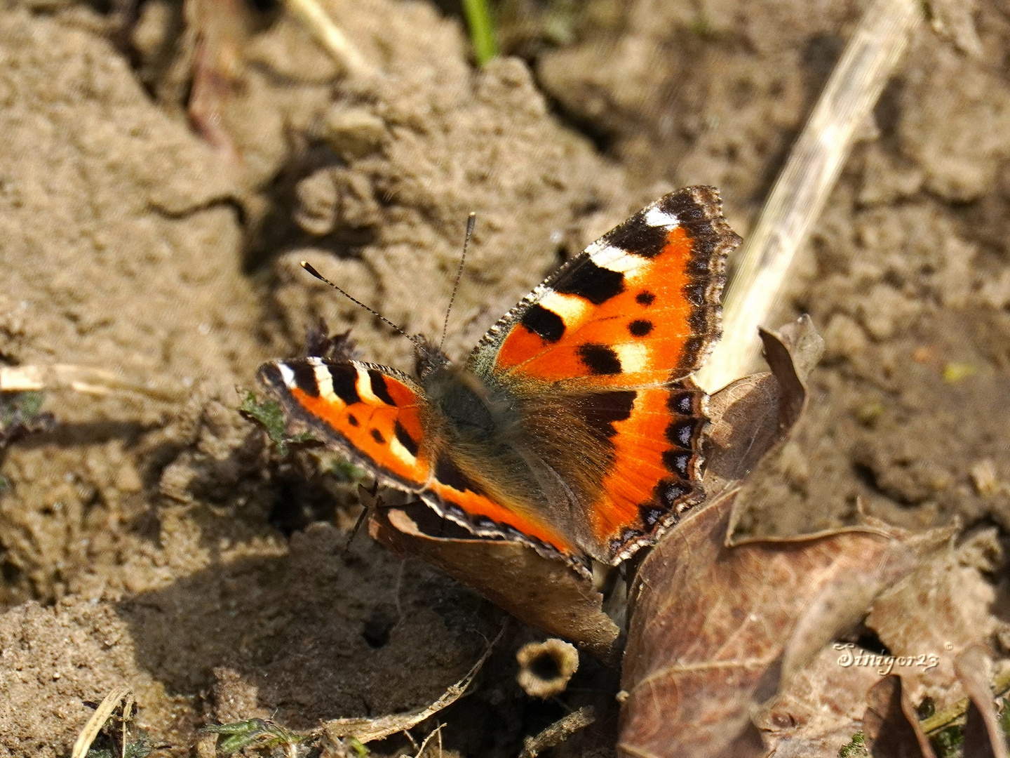 Kleiner Fuchs im Frühling