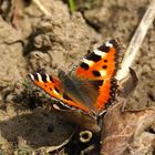 Kleiner Fuchs im Frühling