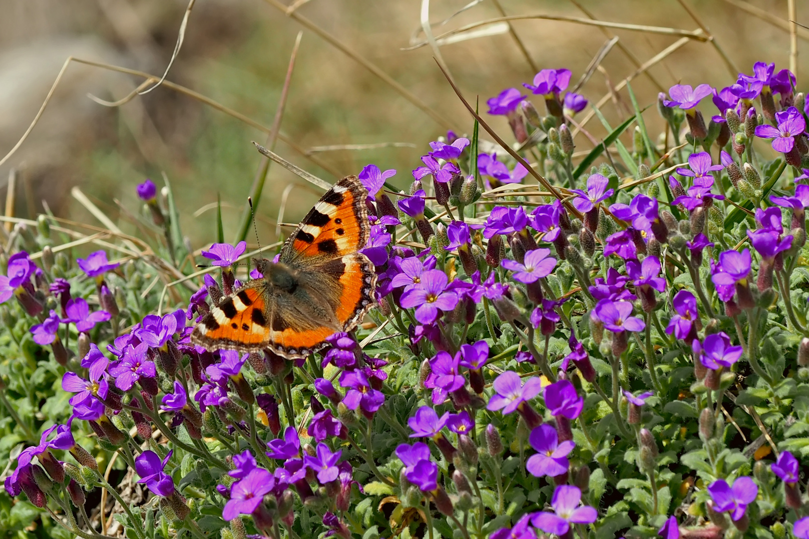 Kleiner Fuchs im Frühlingsparadies! - Le papillon au paradis..!