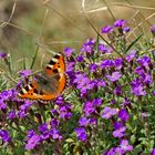 Kleiner Fuchs im Frühlingsparadies! - Le papillon au paradis..!