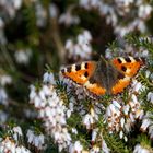 Kleiner Fuchs im Heidekraut