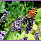 Kleiner Fuchs im Lavendel