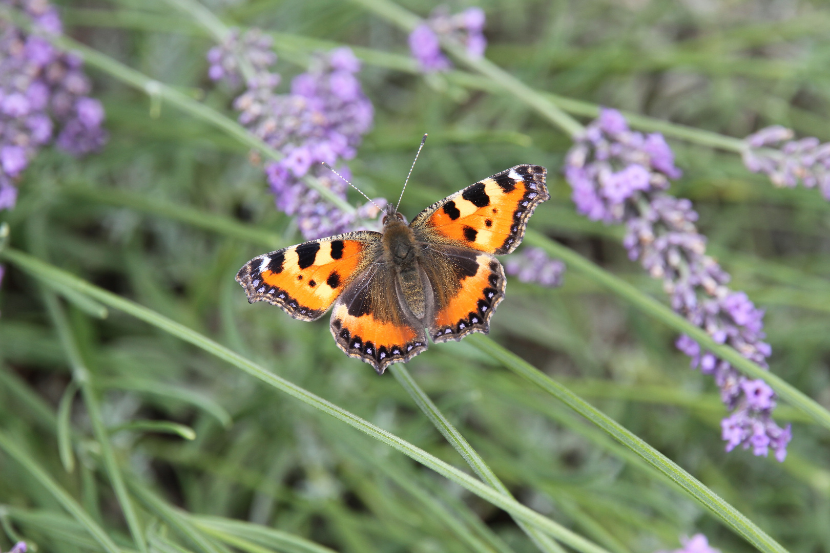 Kleiner Fuchs im Lavendel