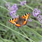 Kleiner Fuchs im Lavendel