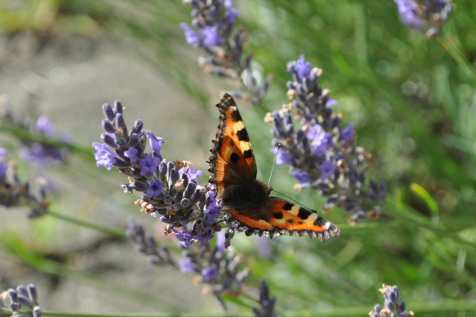 Kleiner Fuchs im Lavendel