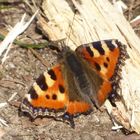 Kleiner Fuchs im Wald