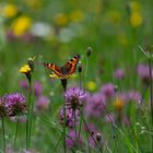 Kleiner Fuchs in der Blumenwiese