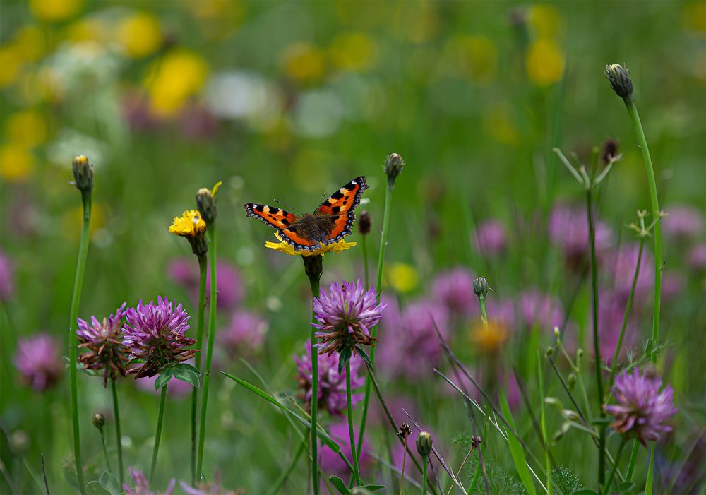 Kleiner Fuchs in der Blumenwiese