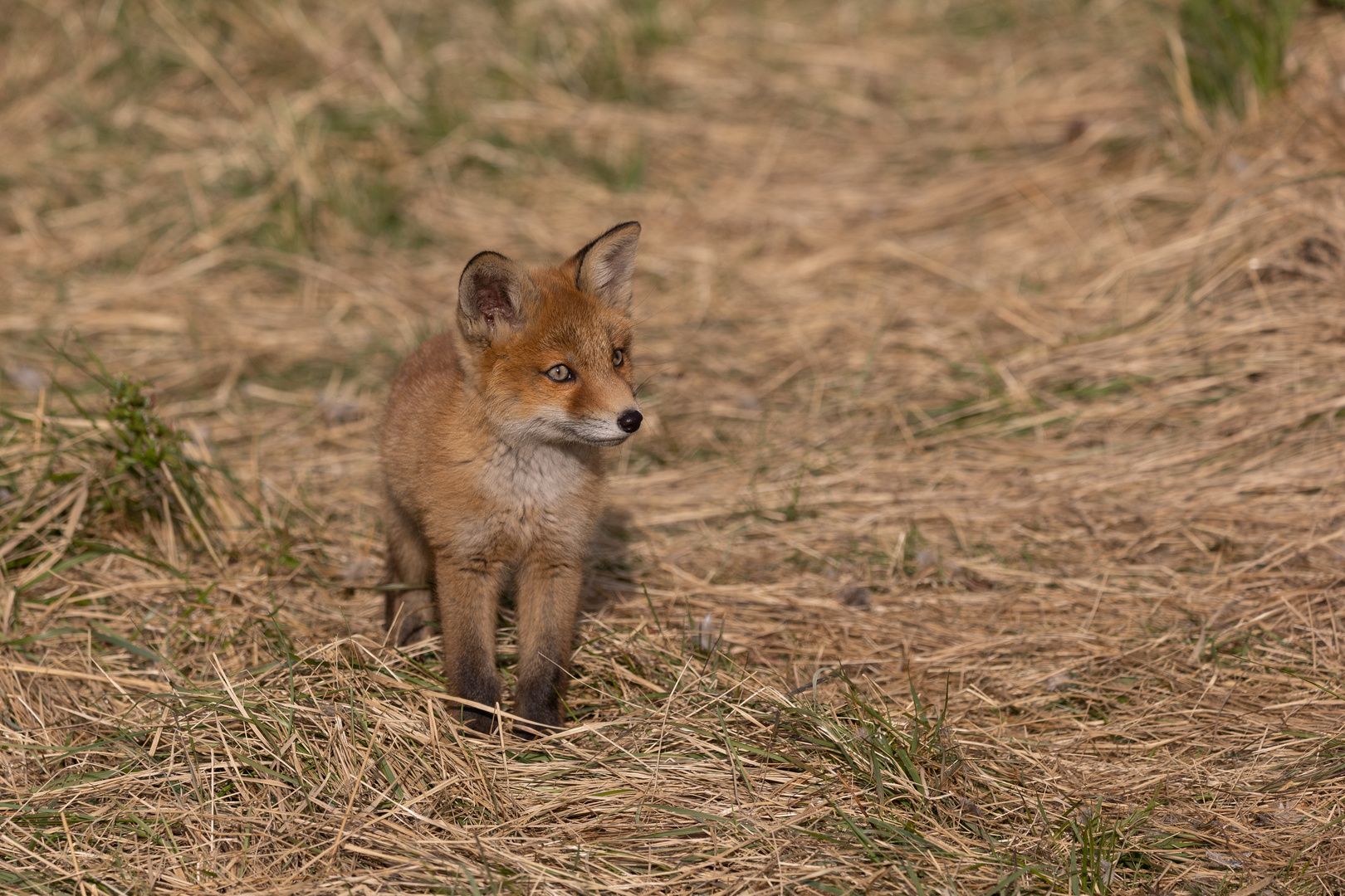 Kleiner Fuchs in der großen, weiten Welt