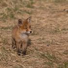 Kleiner Fuchs in der großen, weiten Welt