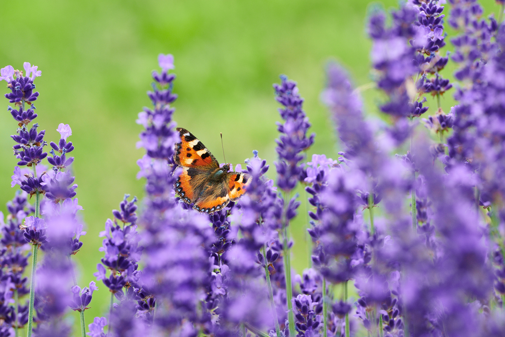 Kleiner Fuchs in violett