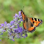 Kleiner Fuchs mag Lavendel