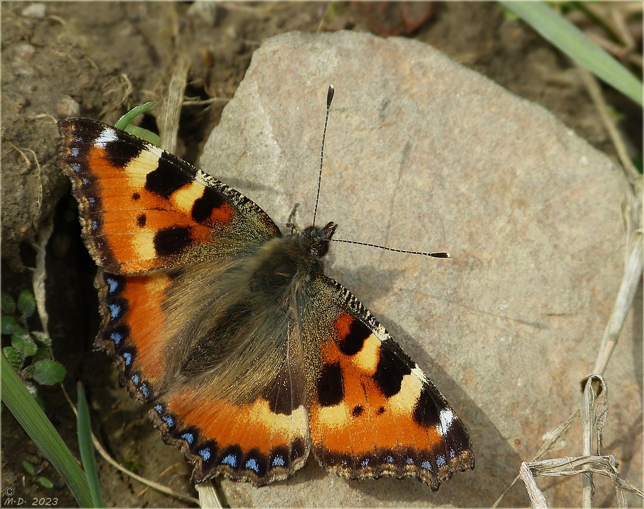 'Kleiner Fuchs' mit Goldstaub